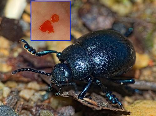 Réf. 354 764 : Timarcha goettingensis
